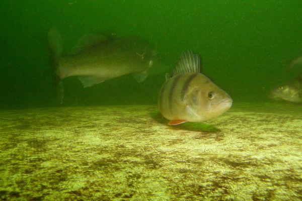 Perche  Perca fluviatilis